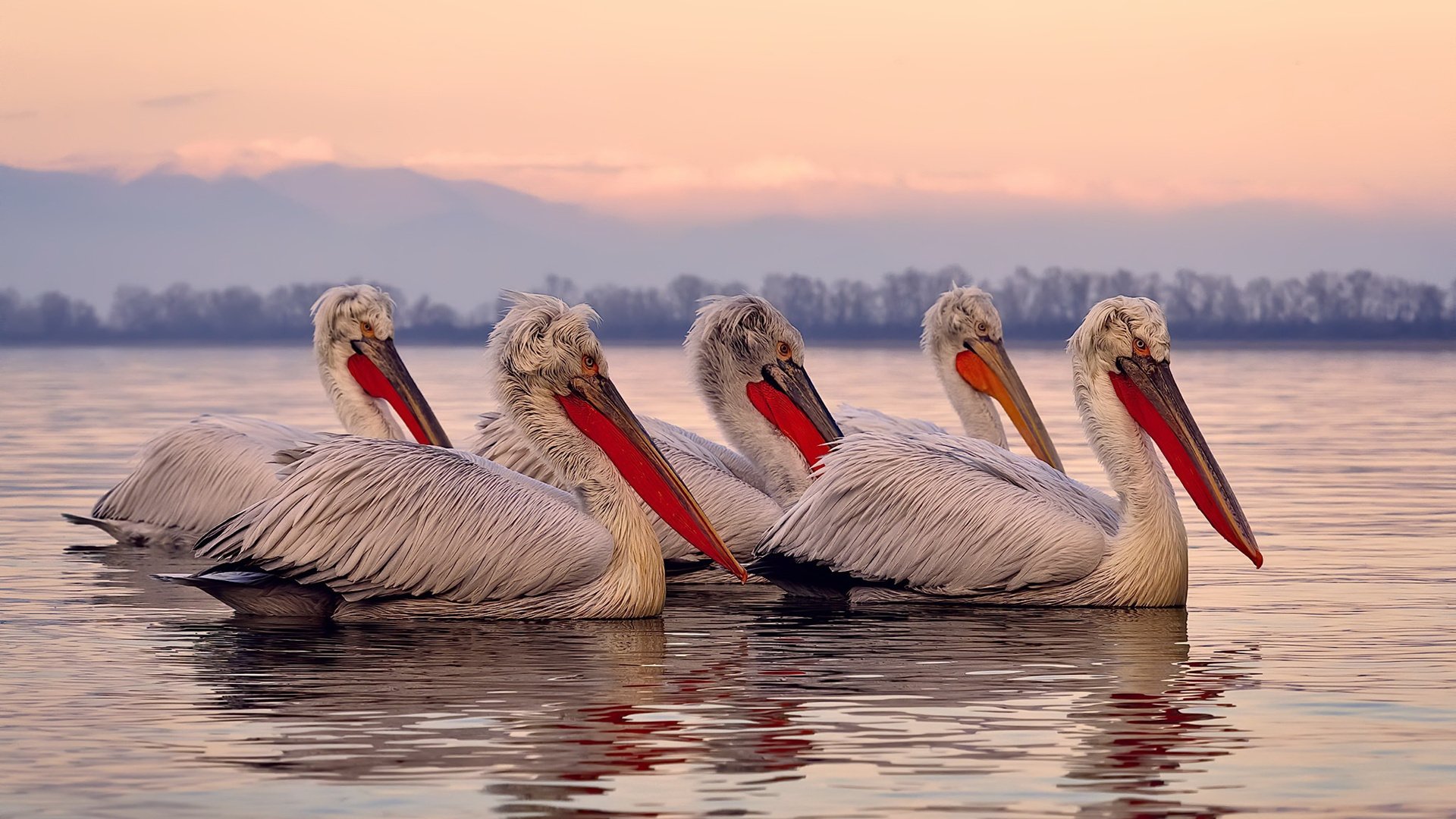 鹈鹕单节风暴撕裂开拓者，詹姆斯奥运前奏上演关键接管